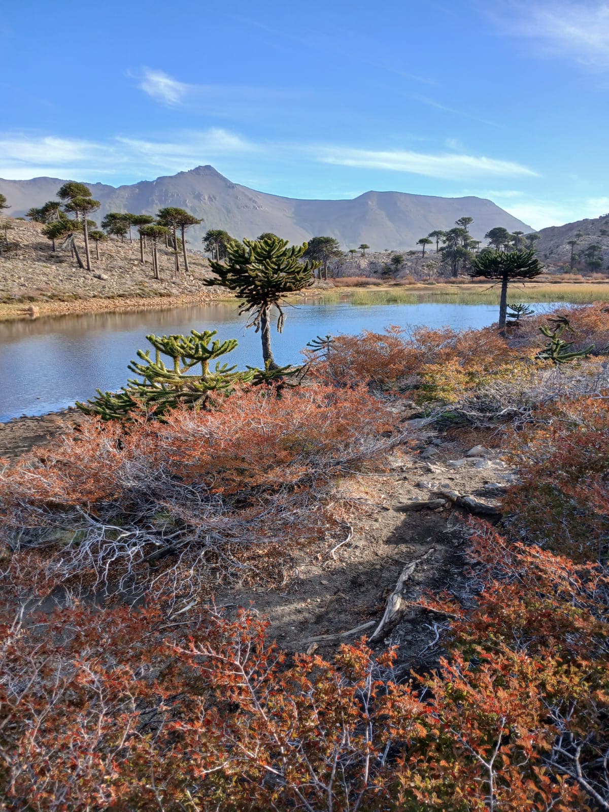 Paisaje Caviahue Patagonia — foto 14