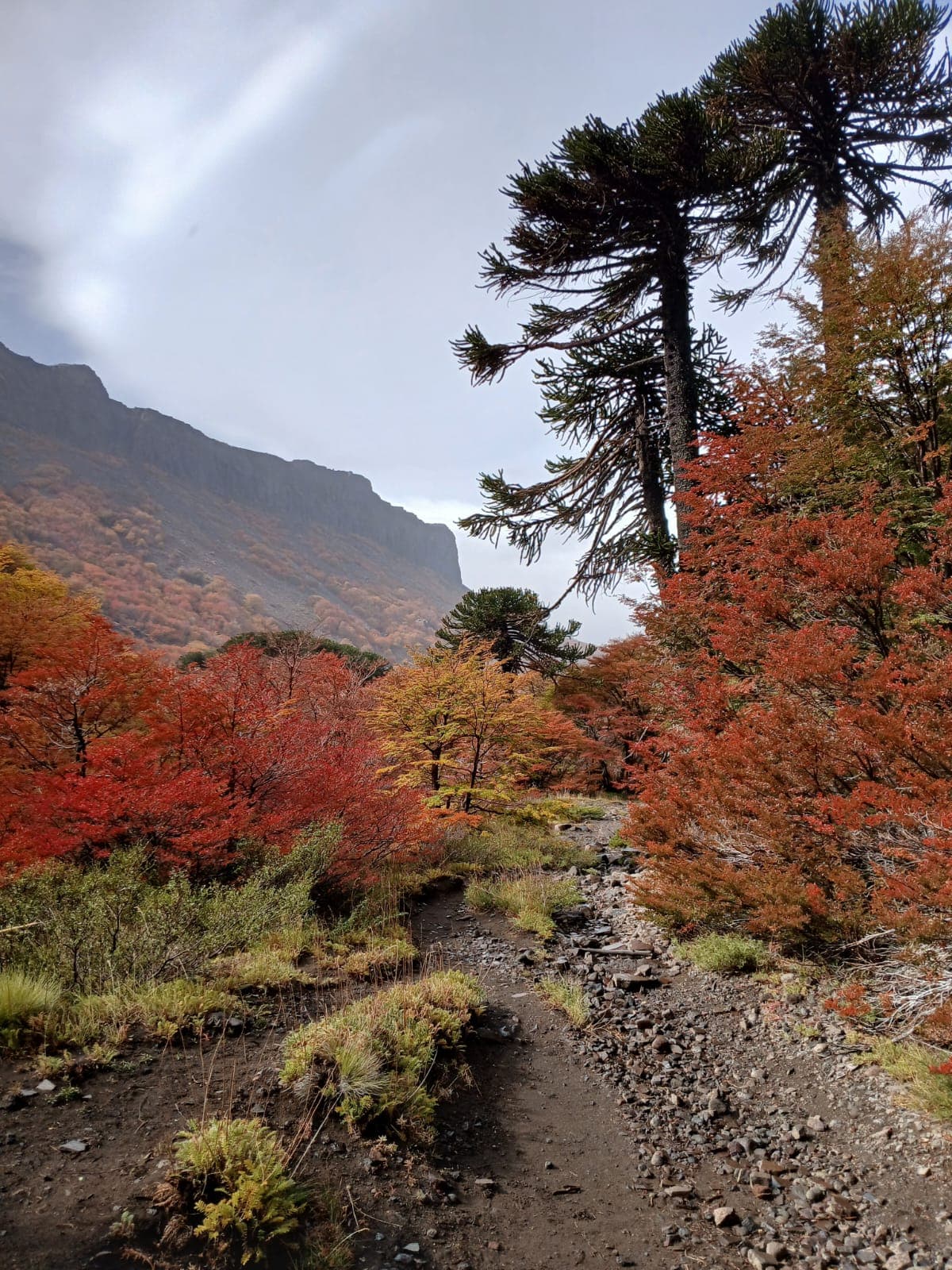Paisaje Caviahue Patagonia — foto 17