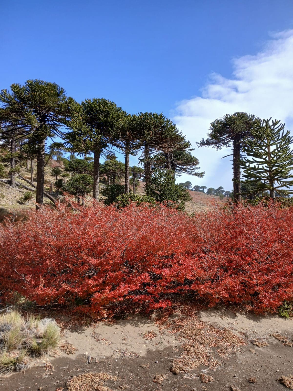 Paisaje Caviahue Patagonia — foto 20