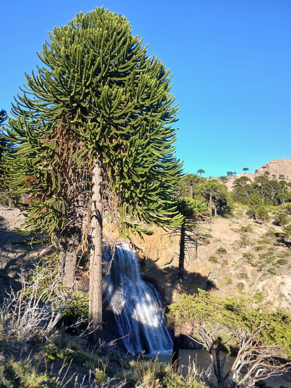 Paisaje Caviahue Patagonia — foto 23